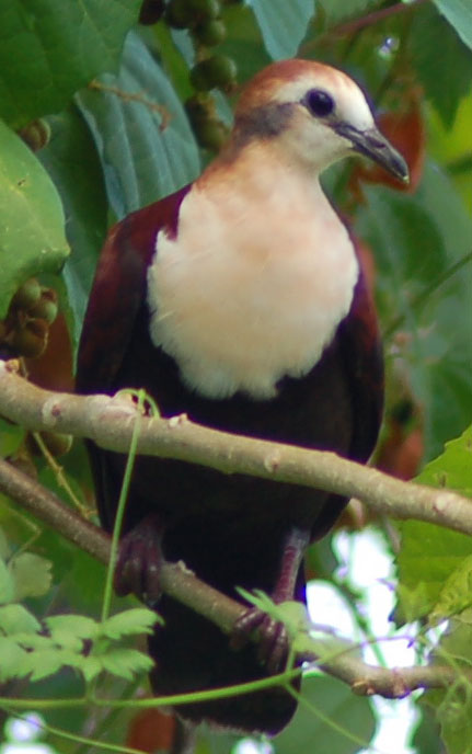 Gallicolumba xanthonura